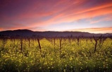 1 D&iacute;a: Napa Valley y Sonoma (Wine Country)